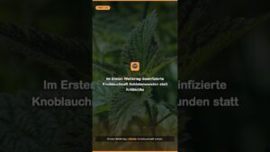 Video: Nationaler Knoblauchtag