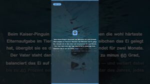 Video: Weltpinguintag