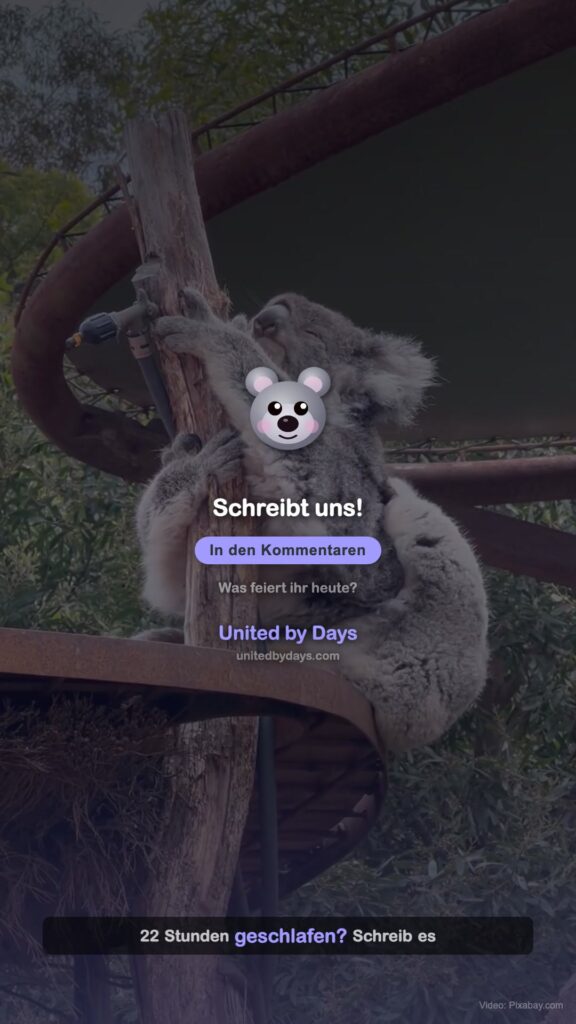 Video: Internationaler Koalatag